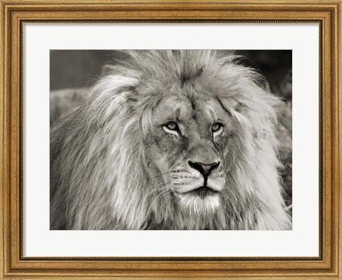 Framed King of Africa Print