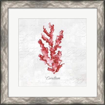Framed Red Sea Coral Print