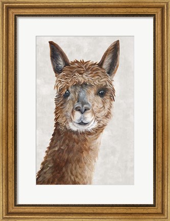 Framed Suri Alpaca II Print