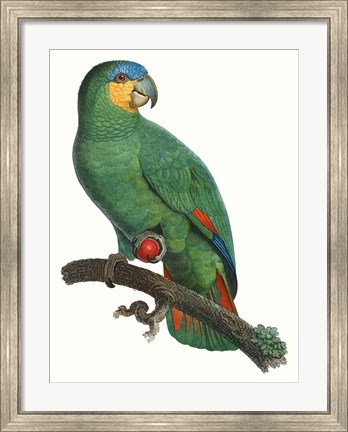 Framed Parrot of the Tropics I Print