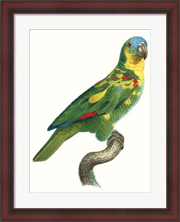 Framed Parrot of the Tropics II Print