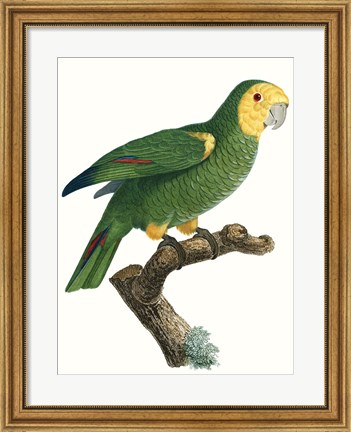 Framed Parrot of the Tropics IV Print