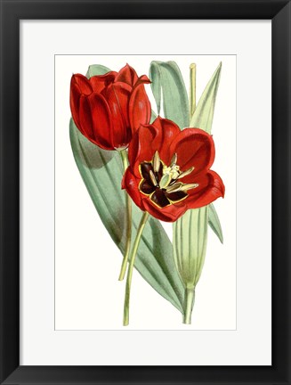 Framed Curtis Tulips V Print