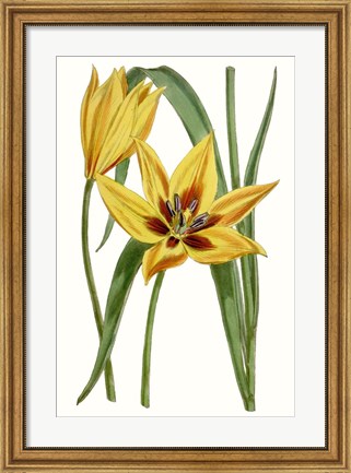 Framed Curtis Tulips VI Print