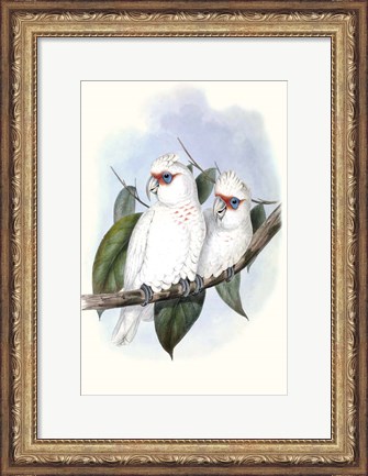 Framed Pastel Parrots IV Print