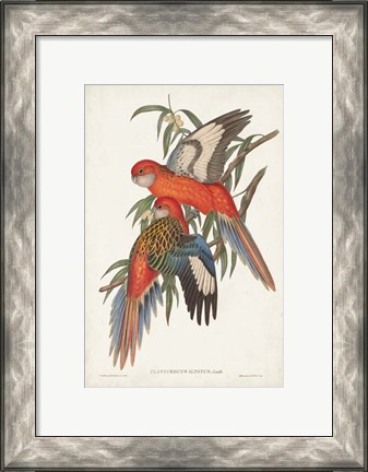 Framed Tropical Parrots I Print