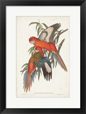 Framed Tropical Parrots I Print