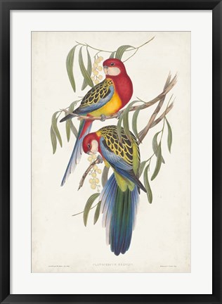 Framed Tropical Parrots IV Print