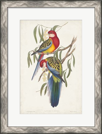 Framed Tropical Parrots IV Print
