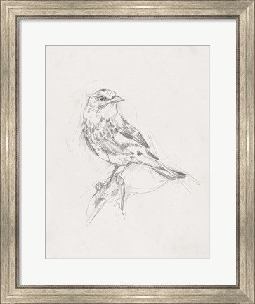 Framed Avian Study  I Print