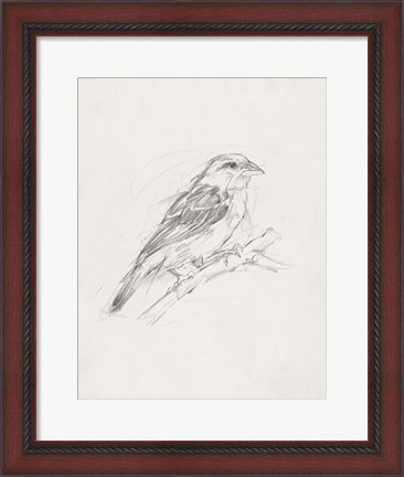 Framed Avian Study  II Print
