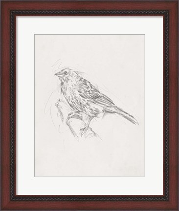 Framed Avian Study  III Print