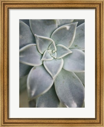 Framed Hanging Garden Succulent I Print