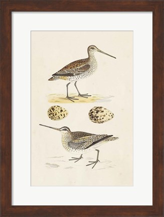 Framed Sandpipers &amp; Eggs III Print