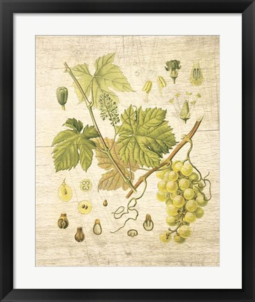 Framed Grapevine II Print