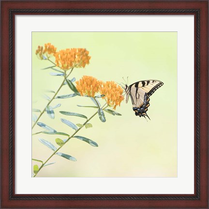 Framed Butterfly Portrait III Print