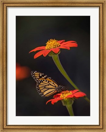 Framed Butterfly Portrait X Print
