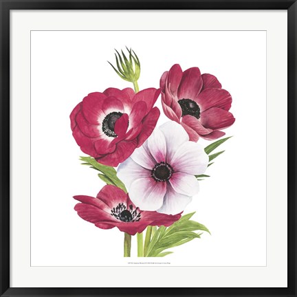 Framed Anemone Blooms II Print