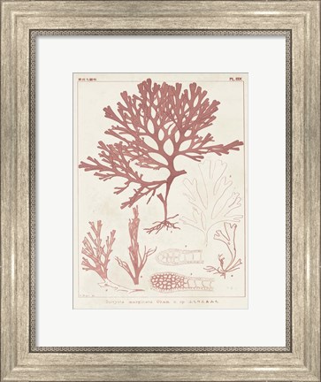 Framed Antique Coral Seaweed II Print