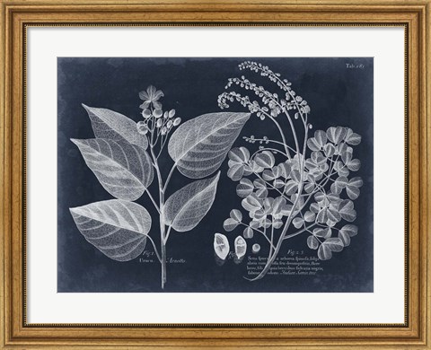 Framed Foliage on Navy III Print