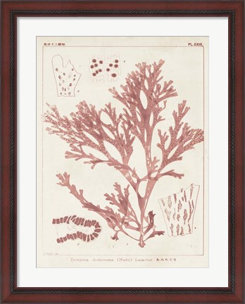 Framed Antique Coral Seaweed I Print