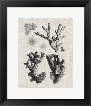 Framed Coral Specimen I Print