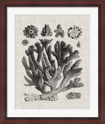 Framed Coral Specimen IV Print
