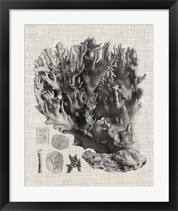Framed Coral Specimen V Print