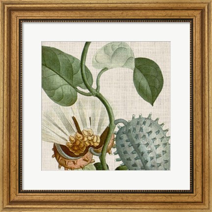 Framed Cropped Turpin Tropicals II Print