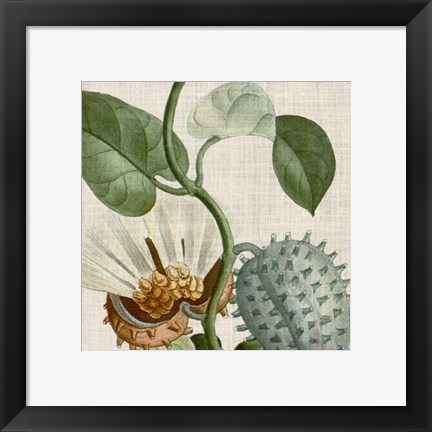 Framed Cropped Turpin Tropicals II Print