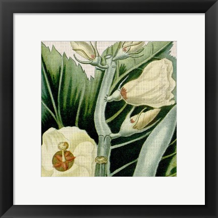Framed Cropped Turpin Tropicals III Print