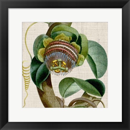 Framed Cropped Turpin Tropicals IV Print