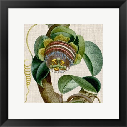 Framed Cropped Turpin Tropicals IV Print