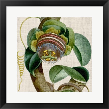 Framed Cropped Turpin Tropicals IV Print