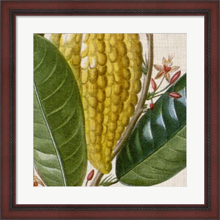 Framed Cropped Turpin Tropicals VI Print