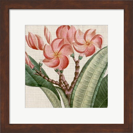 Framed Cropped Turpin Tropicals VII Print