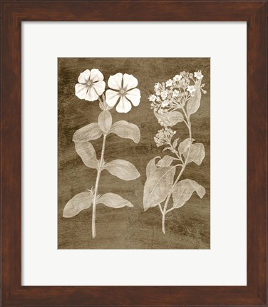 Framed Botanical in Taupe IV Print