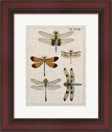 Framed Dragonfly Study II Print