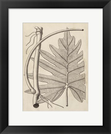 Framed Distinctive Leaves I Print