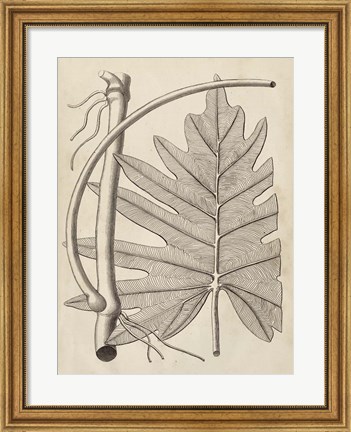 Framed Distinctive Leaves I Print
