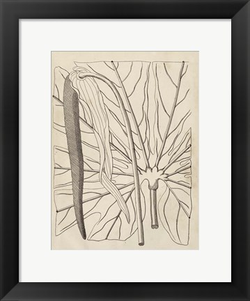 Framed Distinctive Leaves IV Print