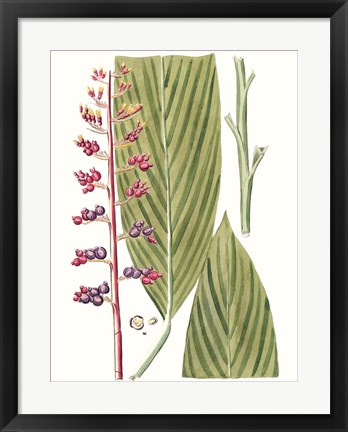 Framed Leaves of the Tropics III Print