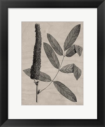 Framed Eloquent Leaves I Print