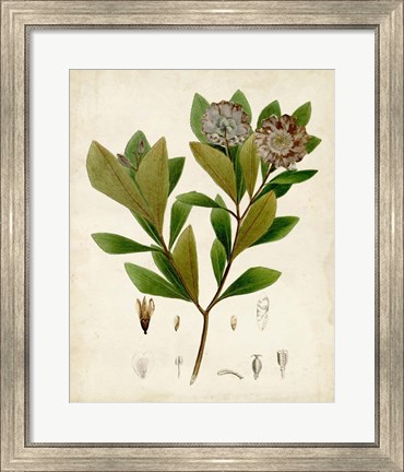Framed Verdant Foliage V Print