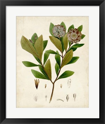 Framed Verdant Foliage V Print