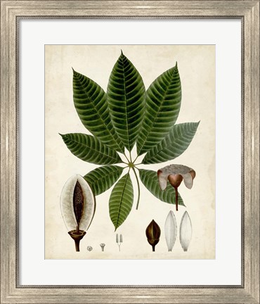 Framed Verdant Foliage VII Print