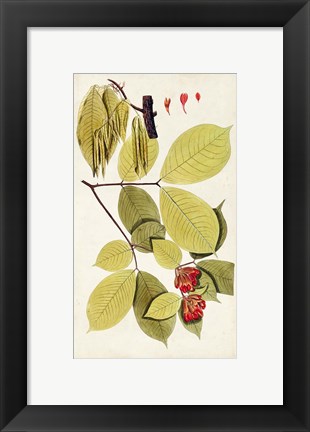 Framed Leaf Varieties II Print