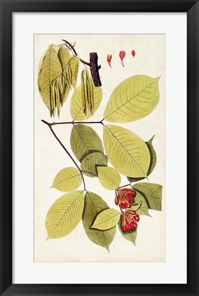 Framed Leaf Varieties II Print