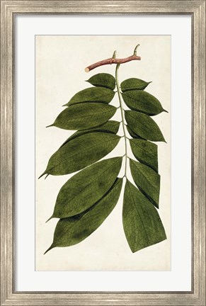 Framed Leaf Varieties III Print