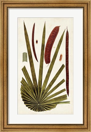 Framed Leaf Varieties VI Print
